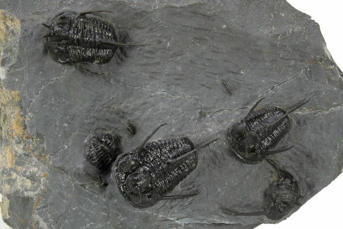 Spiny Devil-Horned Cyphaspis Trilobite Cluster - Mrakib, Morocco #381606